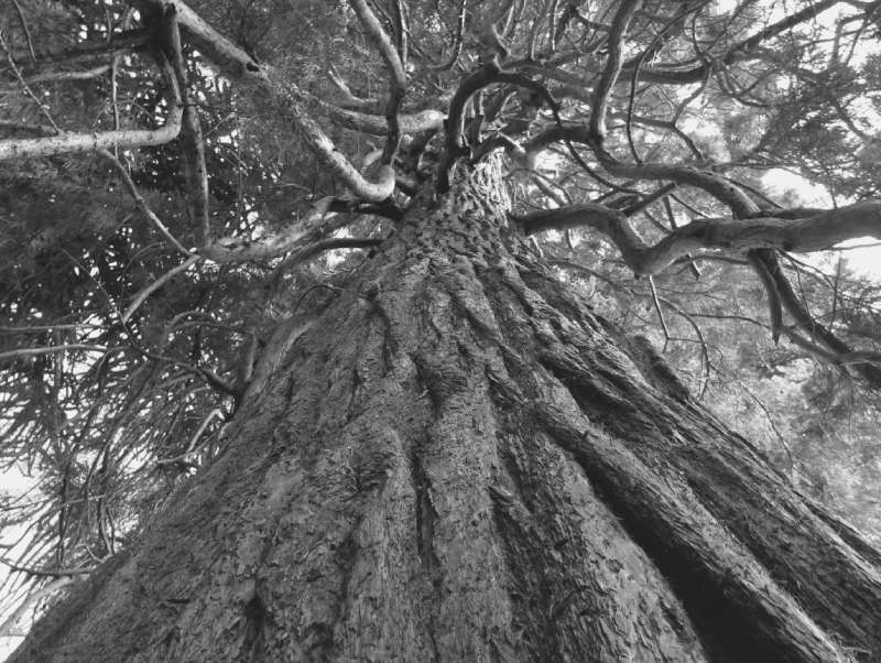 photo d'un arbre vue du dessous